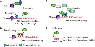 Mechanistic Insights Into the Interaction Between Transcription Factors and Epigenetic Modifications and the Contribution to the Development of Obesity